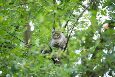 Kedi kameraya bakarak ağaca tırmanıyor.