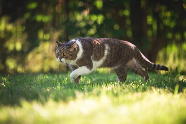 Кошка идет вниз охота в солнечном саду — стоковое фото