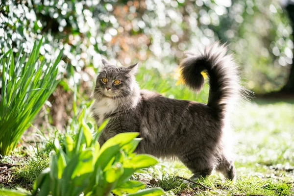 Maine coon cat with fluffy tail in sunlight — 图库照片
