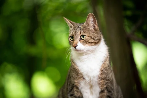 Gato blanco tabby al aire libre en la naturaleza retrato — Foto de Stock