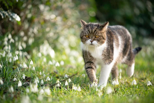 Gatto che cammina in giardino con fiori bianchi — Foto Stock