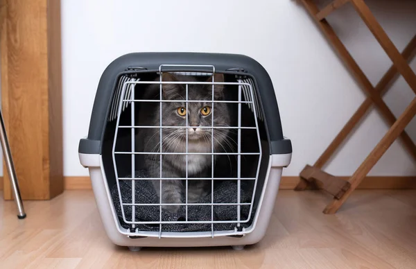 Katze in Transportbox — Stockfoto