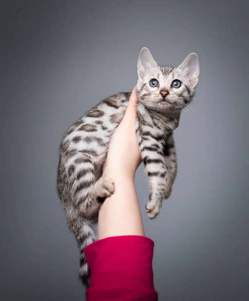 Pet owner holding bengal kitten in hand — 图库照片