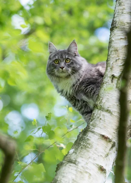 Maine mýval kočka lezení na strom — Stock fotografie