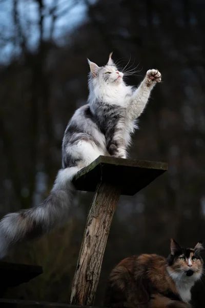 Playful maine coon cat on top of scratching post outdoors — 스톡 사진