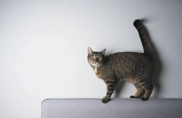 Katt balansering på soffkanten — Stockfoto