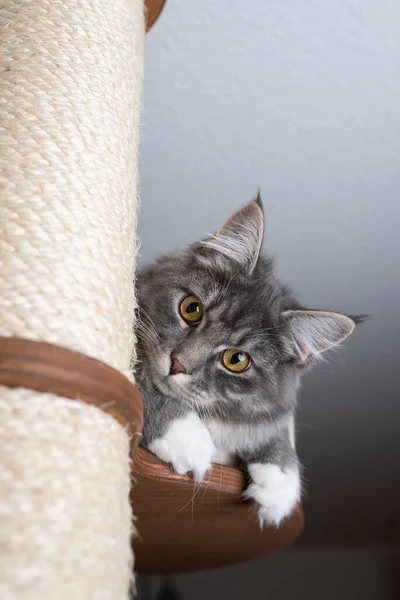 Curioso maine coon gatito en rascar post — Foto de Stock