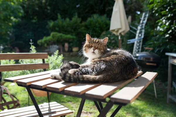 cat resting on garden table outdoors