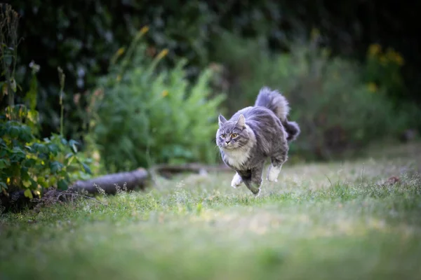 Maine coon cat running fast on grass — Stock Photo, Image