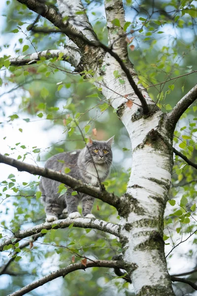 Maine coon cat climbing on birch tree — 스톡 사진