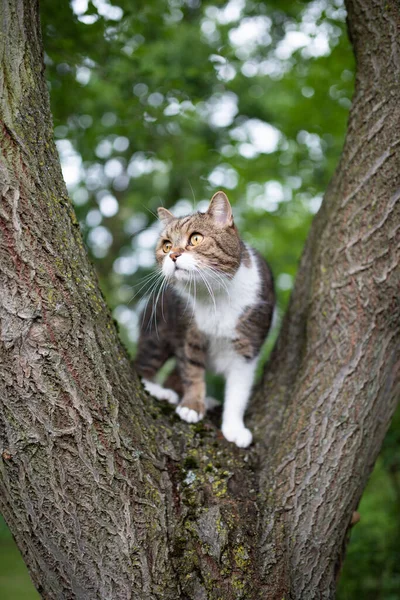 Tabby λευκή γάτα στέκεται σε ένα πιρούνι δέντρο — Φωτογραφία Αρχείου