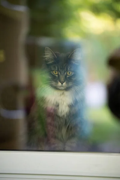 Maine coon cat dentro guardando fuori dalla finestra — Foto Stock