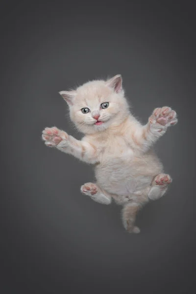 Grappig lage hoek uitzicht van crème gekleurde kitten op zoek nieuwsgierig met kopieerruimte — Stockfoto