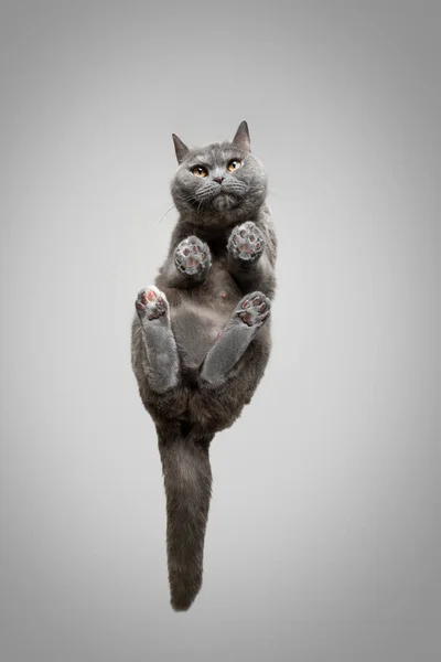 İngiliz Shortair kedisinin kameraya bakışının alttaki görüntüsü — Stok fotoğraf