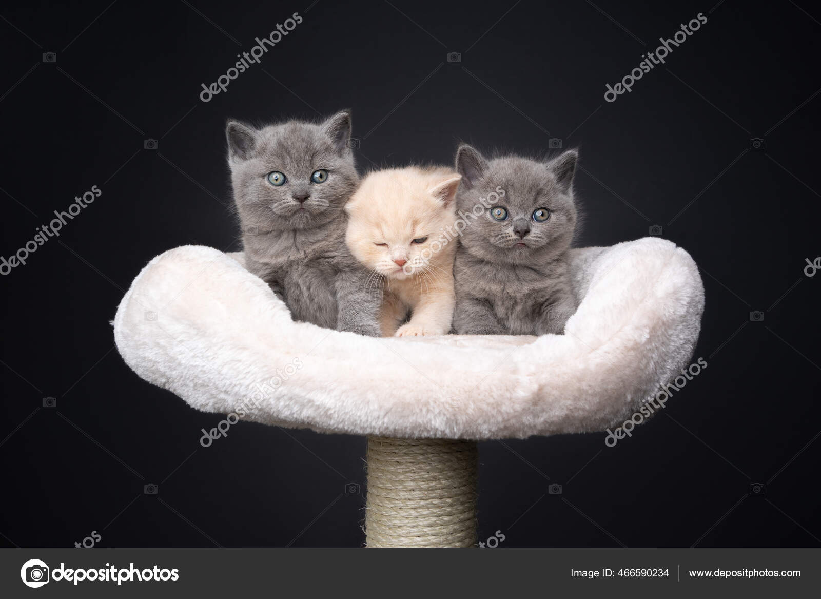 Три Британских Короткошерстных Котенка На Столбе Стоковое Фото.