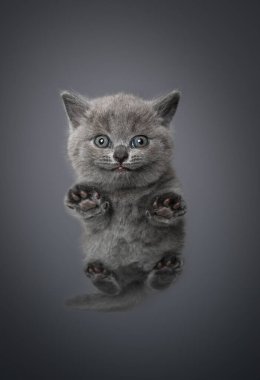 Kopya alanı olan küçük İngiliz steyşın kedi yavrusunun düşük açılı görüntüsü