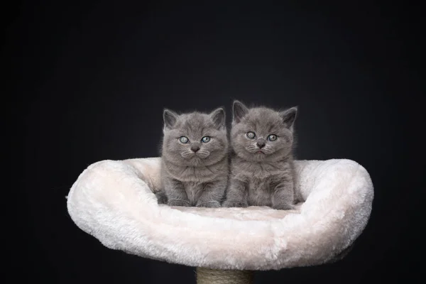 Two similar british shorthair kitten side by side on scratching post — Stock Photo, Image