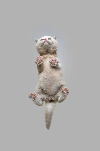 Κάτω όψη του μικρού βρετανικού shorthair γατάκι με χώρο αντίγραφο — Φωτογραφία Αρχείου