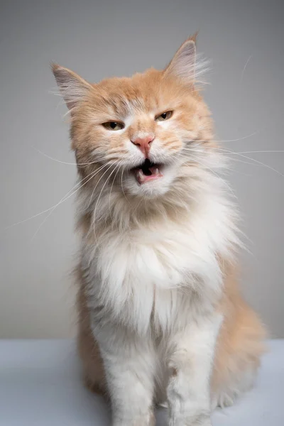 Cream colored white maine coon cat looking angry with mouth open — Stock Photo, Image