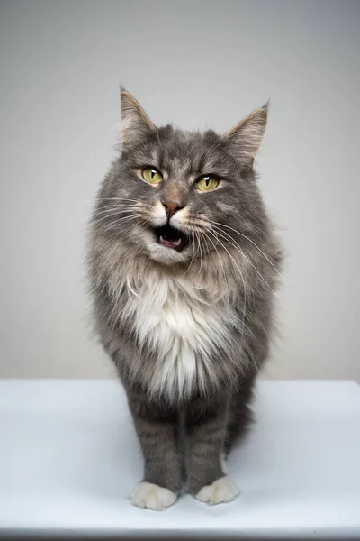 Katt klagar med munnen öppen gör roligt ansikte — Stockfoto