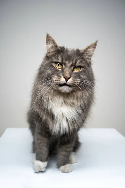 Grå vit maine coon katt ser arg eller irriterad — Stockfoto