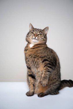 Tekir kedi şüpheli bir şekilde fotokopi alanıyla kameraya bakıyor