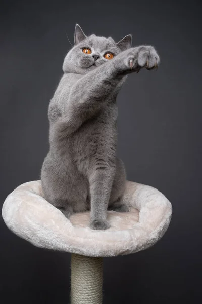 Γκρι βρεταννική γάτα shorthair παίζει ανύψωση πόδι — Φωτογραφία Αρχείου