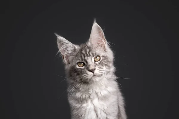 Söt silver tabby maine coon kattunge tittar på kameran på grå bakgrund — Stockfoto