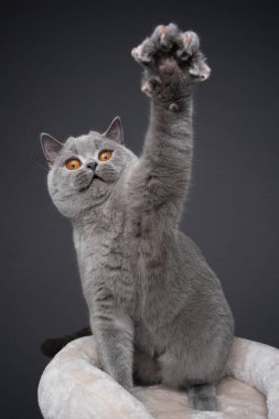 Gri İngiliz kısa hava kedisi yükselen pençe oynuyor