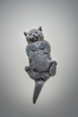 İngiliz steyşın kedi yavrusunun cam cama uzanmış bakışları.