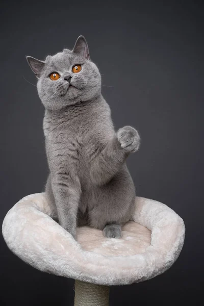 Gray british shorthair cat playing raising paw — Stock Photo, Image