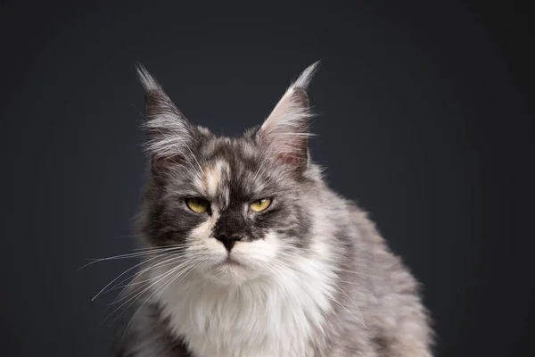 Belle tortie blanc maine coon chat regardant caméra agacé ou en colère — Photo