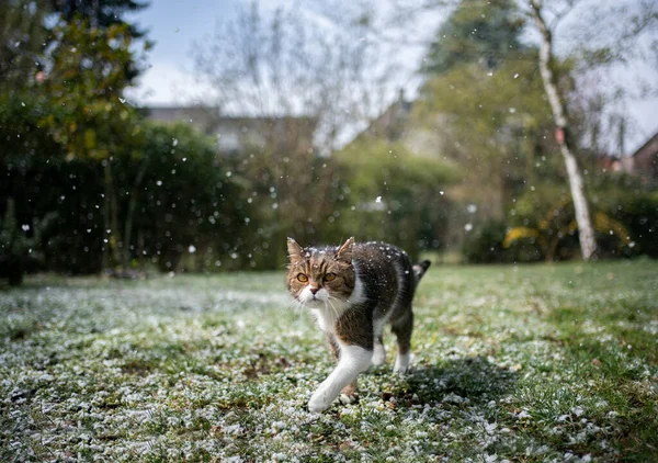 Кошка прогуливается по снежному саду — стоковое фото