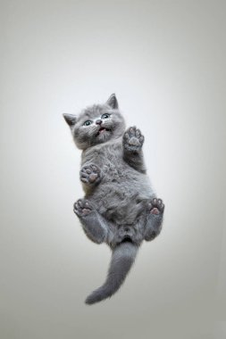 Küçük İngiliz steyşın kedi yavrusunun cam camda oturması komik bir manzara.