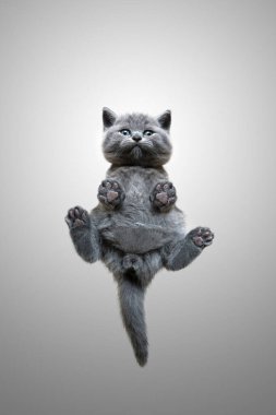 Küçük İngiliz steyşın kedi yavrusunun cam camda oturması komik bir manzara.