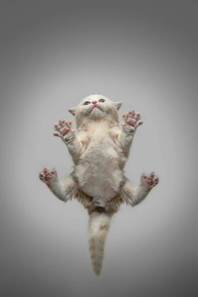 Komik İngiliz kısa hava kedisi, önünde uzanmış, bacaklarını açmış. — Stok fotoğraf