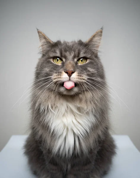 Zlobivé maine mýval kočka portrét vyčnívající jazyk — Stock fotografie