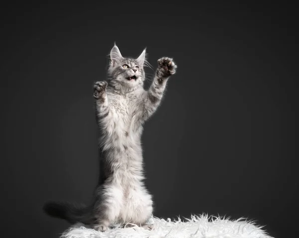 Maine Coon Kätzchen spielt Aufzucht stehend auf Hinterbeinen mit Kopierraum — Stockfoto
