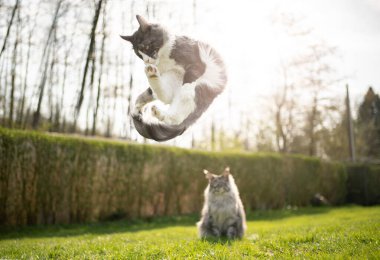 Başka bir kedinin üzerinden atlayan neşeli kedi.