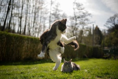 Başka bir kedinin üzerinden atlayan neşeli kedi.