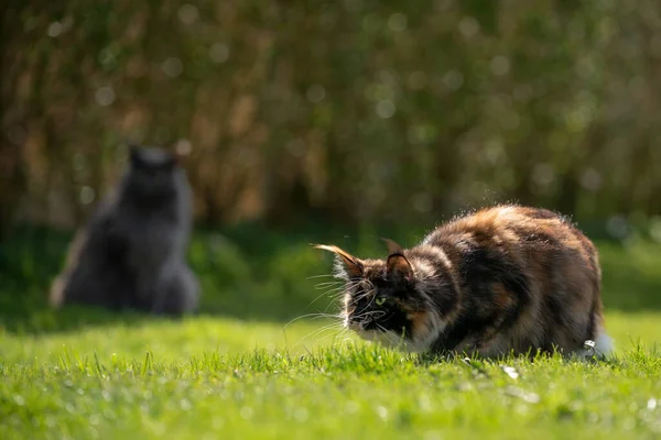 Maine coon cat on the prowl hunting — Stock Photo, Image