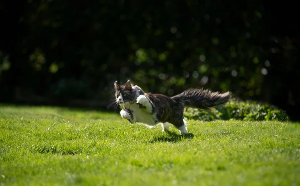 Maine coon kot działa na trawie na zewnątrz polowanie — Zdjęcie stockowe