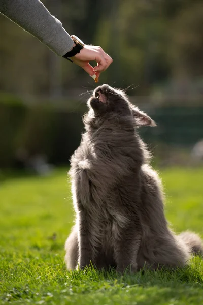 Maine coon gato consiguiendo alimentado al aire libre — Foto de Stock