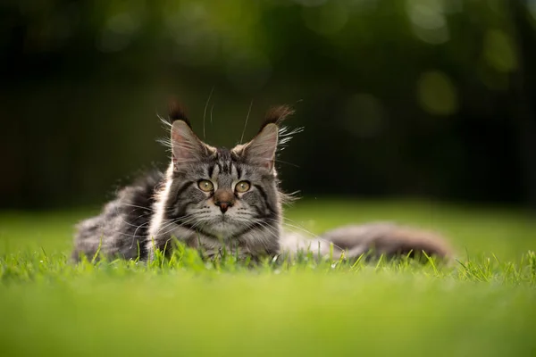 Belo maine casulo gato retrato deitado na grama na luz do sol — Fotografia de Stock