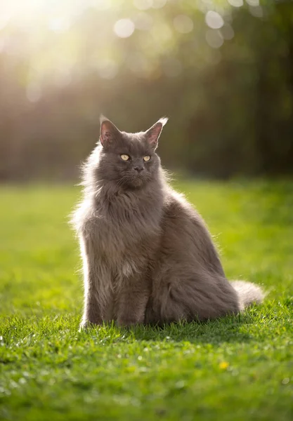 Schöne Maine Coon Katzenporträt in der Natur — Stockfoto