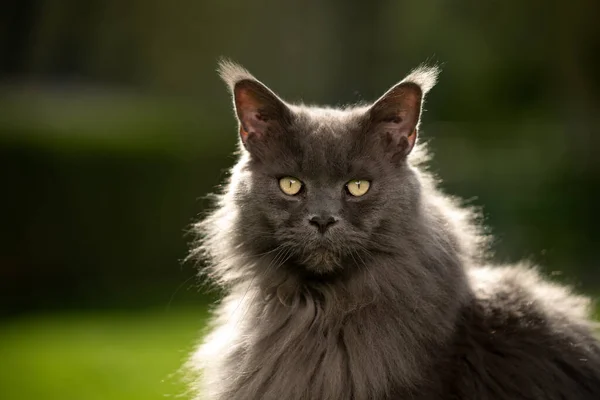 Cinza maine casulo gato ao ar livre retrato na luz de fundo — Fotografia de Stock