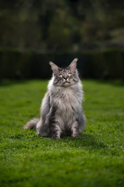 Porträt einer schönen silber gestromten Maine Coon Katze auf grünem Gras — Stockfoto