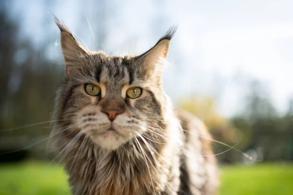 Όμορφη tabby maine ρακούν πορτρέτο γάτα στο φως του ήλιου — Φωτογραφία Αρχείου