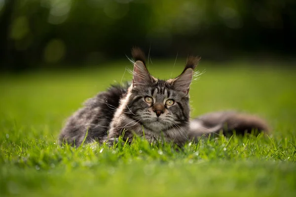 Belo maine casulo gato retrato deitado na grama na luz do sol — Fotografia de Stock