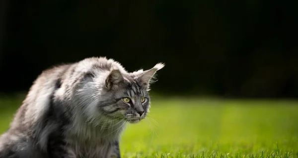 Симпатичная кошка-кошка на улице, глядя на пространство для копирования — стоковое фото
